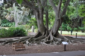 Selby Gardens Tree